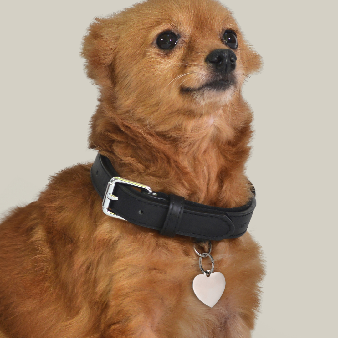 PLACA DE CORAZÓN PERSONALIZABLE PARA PERRO Y GATO