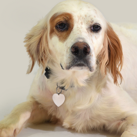 PLACA DE CORAZÓN PERSONALIZABLE PARA PERRO Y GATO