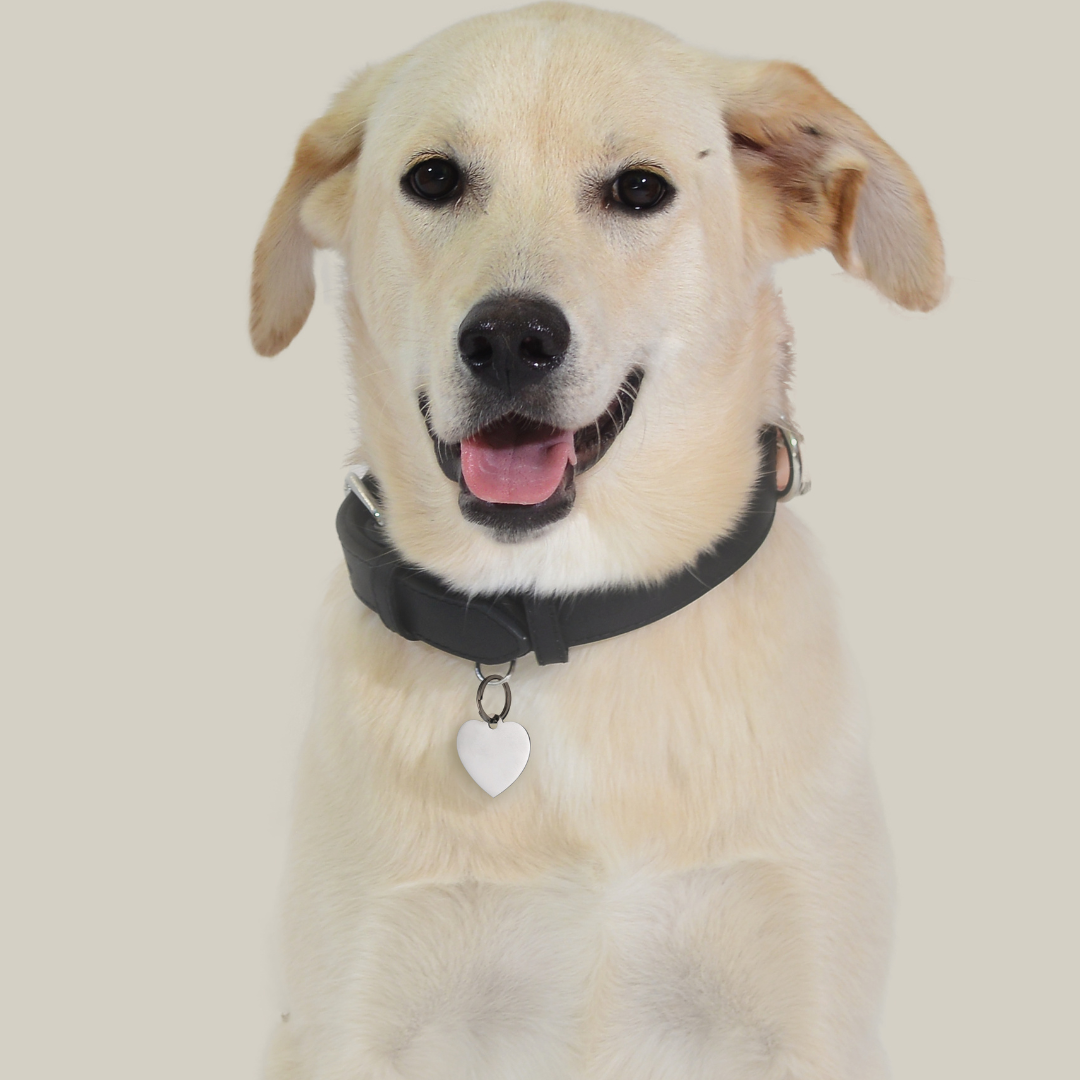 PLACA DE CORAZÓN PERSONALIZABLE PARA PERRO Y GATO