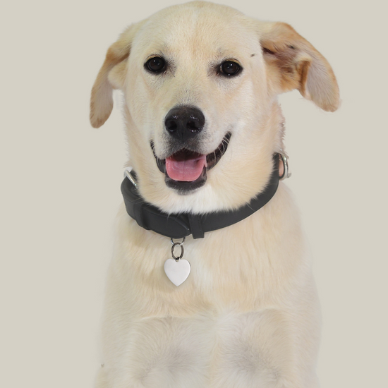 PLACA DE CORAZÓN PERSONALIZABLE PARA PERRO Y GATO