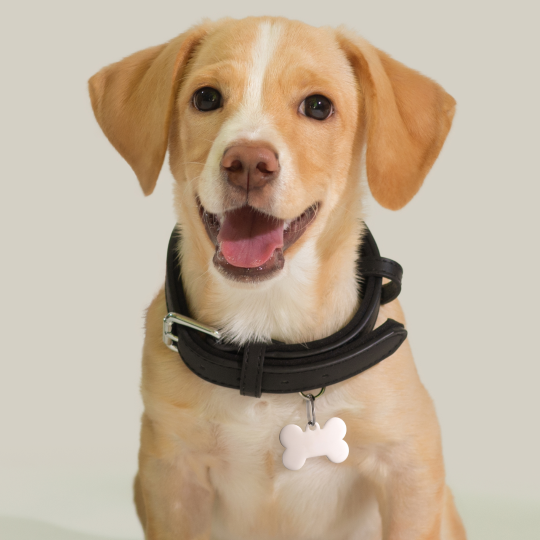 PLACA PERSONALIZABLE DE HUESO DE PERRO Y GATO