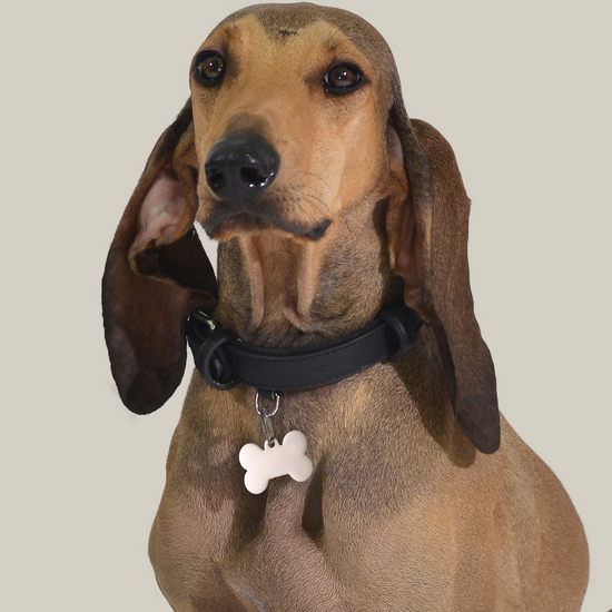 PLACA PERSONALIZABLE DE HUESO DE PERRO Y GATO