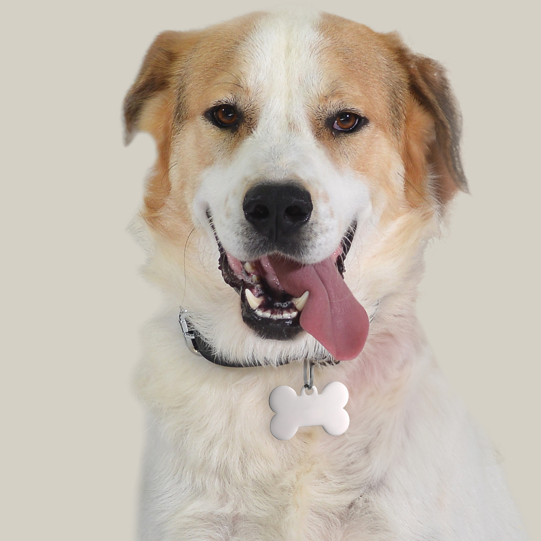 PLACA PERSONALIZABLE DE HUESO DE PERRO Y GATO