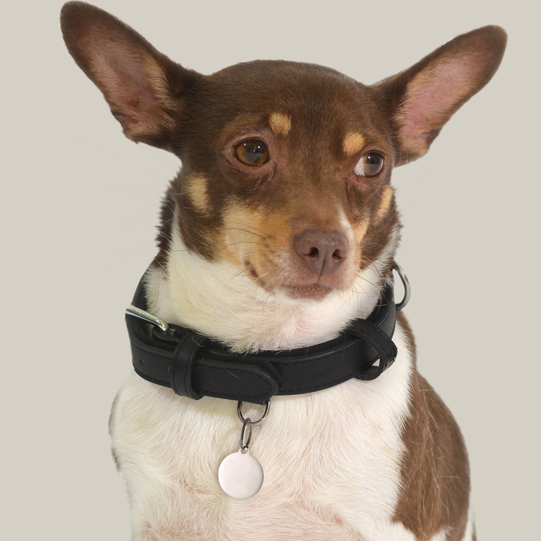 CHAPA CIRCULAR PERSONALIZABLE PARA PERROS Y GATOS
