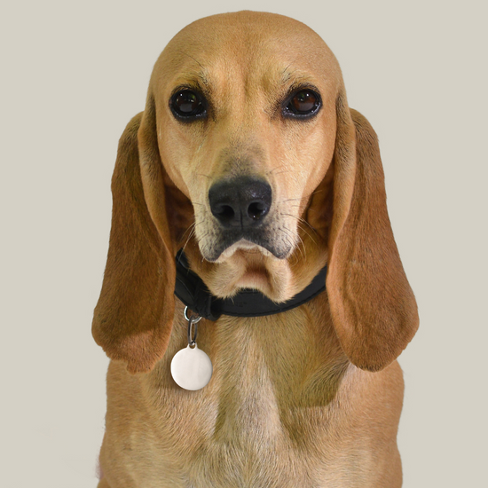 CHAPA CIRCULAR PERSONALIZABLE PARA PERROS Y GATOS