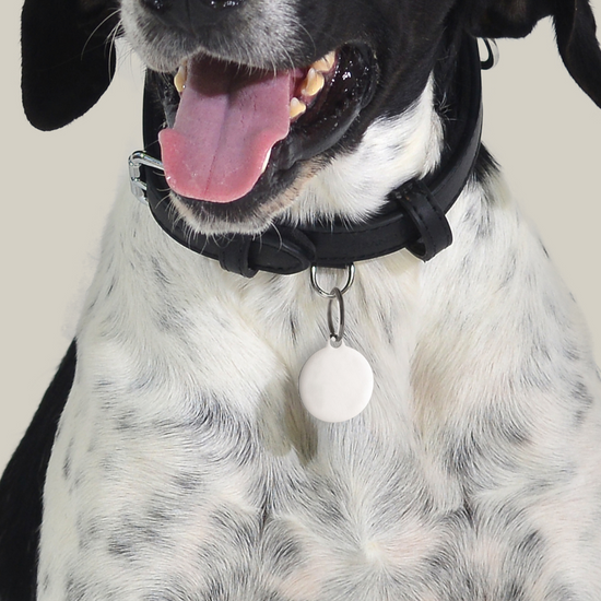 CHAPA CIRCULAR PERSONALIZABLE PARA PERROS Y GATOS
