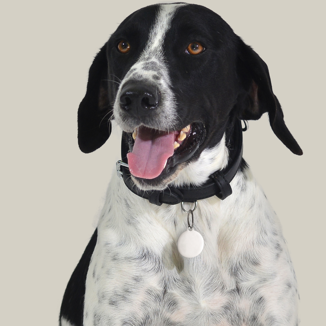 CHAPA CIRCULAR PERSONALIZABLE PARA PERROS Y GATOS